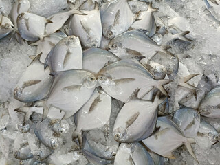 fresh raw cold seafood silver white pomfret whole fish ikan on white ice background halal food...