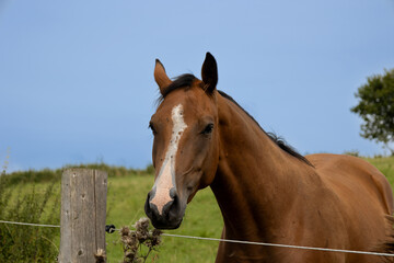 Horse in a field with fence and blue sky in the background