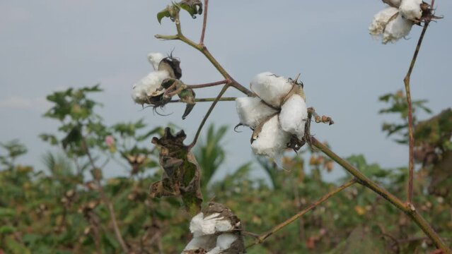 cotton on a branch close up