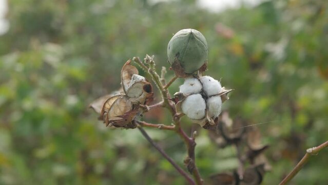 cotton heads in the field