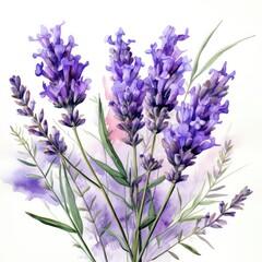 A charming watercolor botanical illustration of a sprig of lavender, showcasing its vibrant purple hues and aromatic beauty