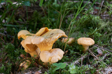 Edible mushroom Cantharellus cibarius in the moss. Known as Golden Chanterelle. Wild yellow mushrooms in spruce forest.