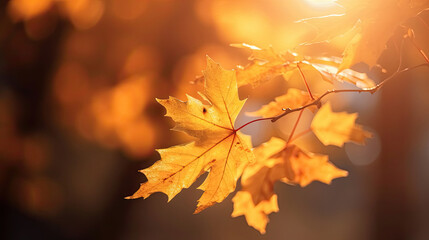 Naklejka na ściany i meble Autumn leaves on the sun and blurred trees for fall background. Generative Ai