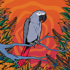 Guacamayo gris, loro gris, pájaro, guacamayo, animal, selva, tropical, mascota, loro, pájaro, guacamayo