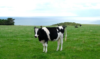 A single cow standing up on the field