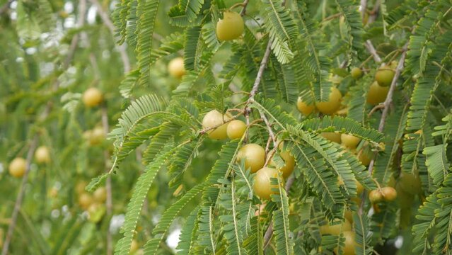 Amla on the tree , sour medicinal fruit