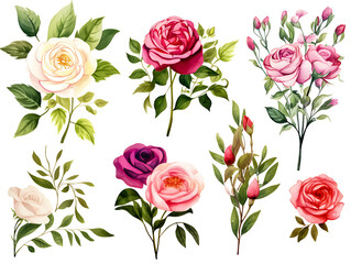 Fototapeta premium Colorful rose flower pattern on white background