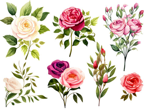 Colorful rose flower pattern on white background