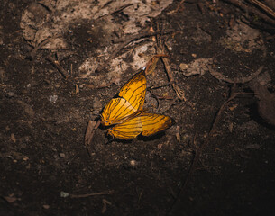 Beautyfull orange butterfly resting on the ground in Bali jungle