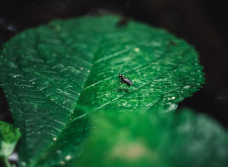 Electric green fly resting in a leaf alone camouflaging