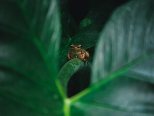 Frog chilling in a plant in the mystical balinese jungle