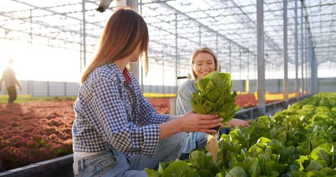 Charming women taking care of green plants while working together at hydroponic glasshouse. Two caucasian farm workers n casual clothes checking quality of organic plants.