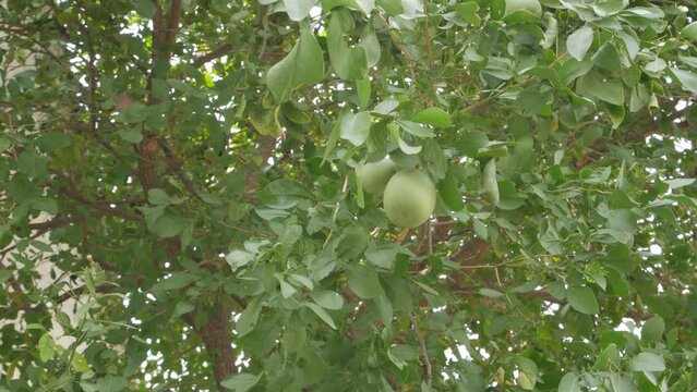 immatured bael Fruits of Aegle marmelos tree 