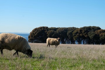 flock of sheep, lamb in the  field, farm