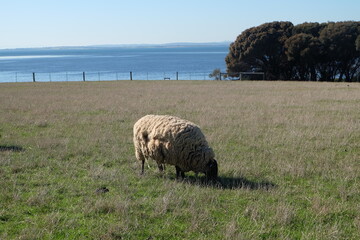 flock of sheep, lamb in the field, farm	
