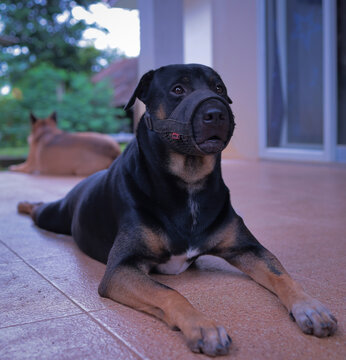 dog bite protection. Pitweiler / Rottweiler Pit bull Mix Dog