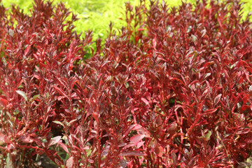 COPROSMA PACIFIC leaf plant on farm