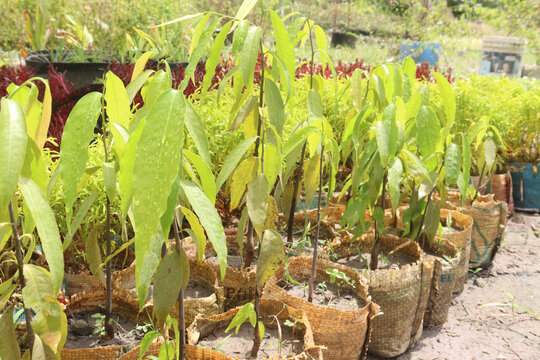 Monoon longifolium tree plant on farm