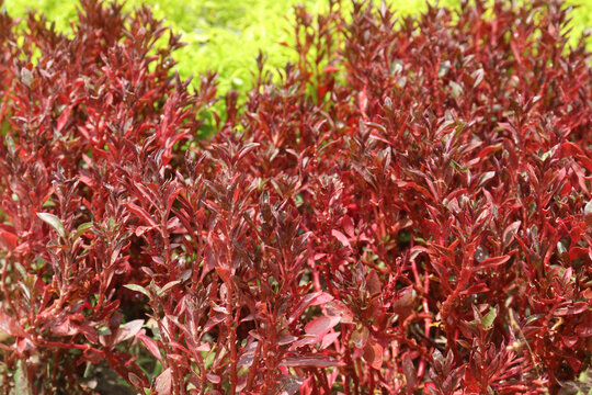 COPROSMA PACIFIC leaf plant on farm