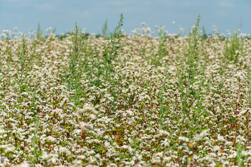 Fototapeta premium A large field for the cultivation of buckwheat. There are a lot of white little flowers in the field in summer. Agro-industrial complex for the production of buckwheat and buckwheat honey.