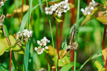 Grasshopper close-up of the stem of a beautiful white flower. Locust attack on the buckwheat field. The threat of crop loss. Large buckwheat field, eco agriculture