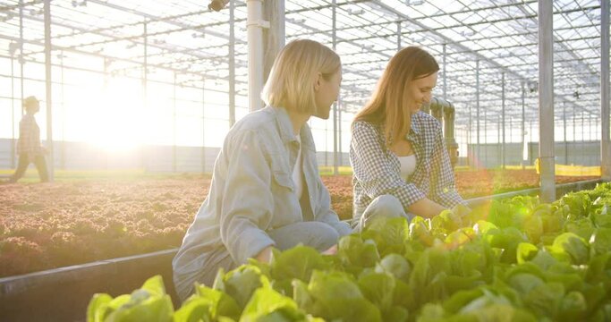 Positive women in casual wear working and discussing irrigation issues at modern greenhouse with hydroponic system. Two female workers examining lettuce field with sunset on background.