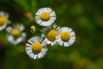 Daisy flea in the meadow during the day.