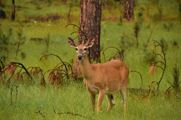 Deer Chewing on Grass in a Grove