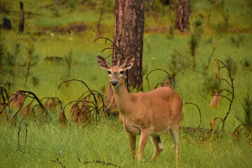 Deer Standing in a Wooded Grassy Grove