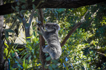 Cute koala on the tree The background is a forest of trees,Soft sunlight. © Stock_Koom