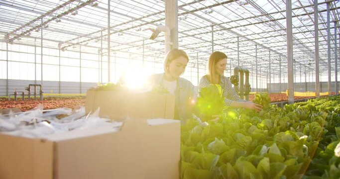 Two female farmers working squatting near rows with eco vegetables at hydroponic nursery. Concentrated caucasian women harvesting green salad and putting in cardboard box.