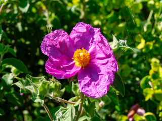botanical island with flowers and natural park