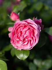 illuminating pink rose for romance