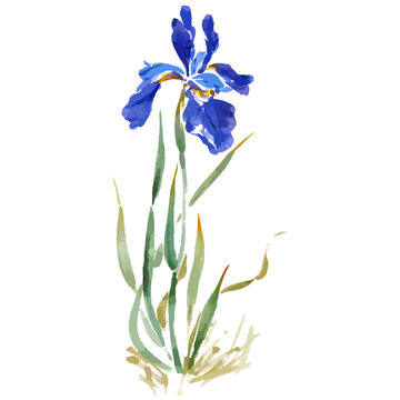 Vector watercolor  illustration of blue iris flower.