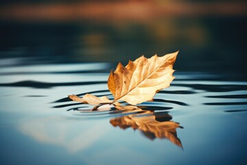 autumn foliage, september, real photo of leaf in water drop of water