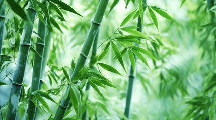 Green bamboo forest background.