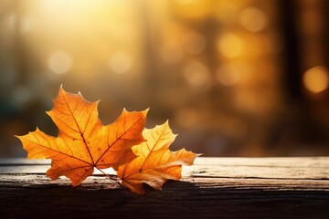 Naklejka na ściany i meble Autumn leaves, banner, copyspace, golden autumn maple