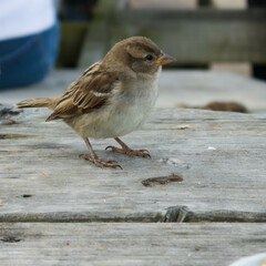 Sparrow searches for crumbs on a table