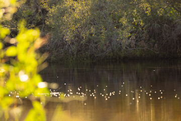 Fototapeta premium Bank of the Myakka River as it runs through Sleeping Turtles Preserve in Venice, Florida