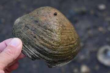 Obraz premium Fingers Holding Freshwater Clam Shell from Fox River