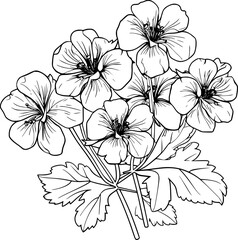 Geranium