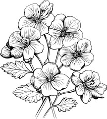 Geranium