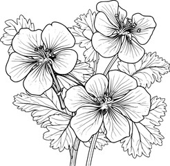 Geranium