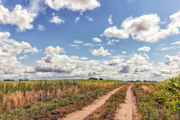 Fototapeta na wymiar Cloudy sky over a corn field with a road on a sunny day