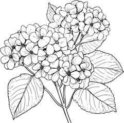 Hydrangea