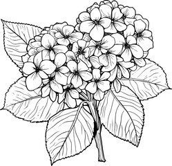 Hydrangea