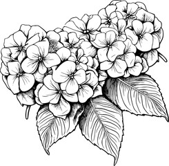 Hydrangea