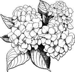 Hydrangea