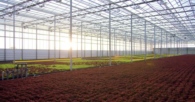 Spacious bright industrial greenhouse with hydroponic systems inside. Different fresh organic salad growing in large hothouse of modern agricultural company.