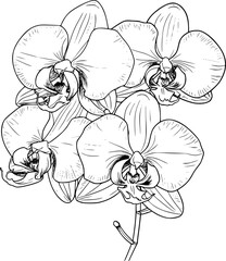 Orchid